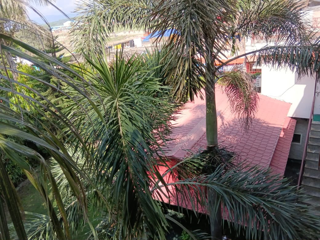 Hedge-lined marble pathway through the ashram garden