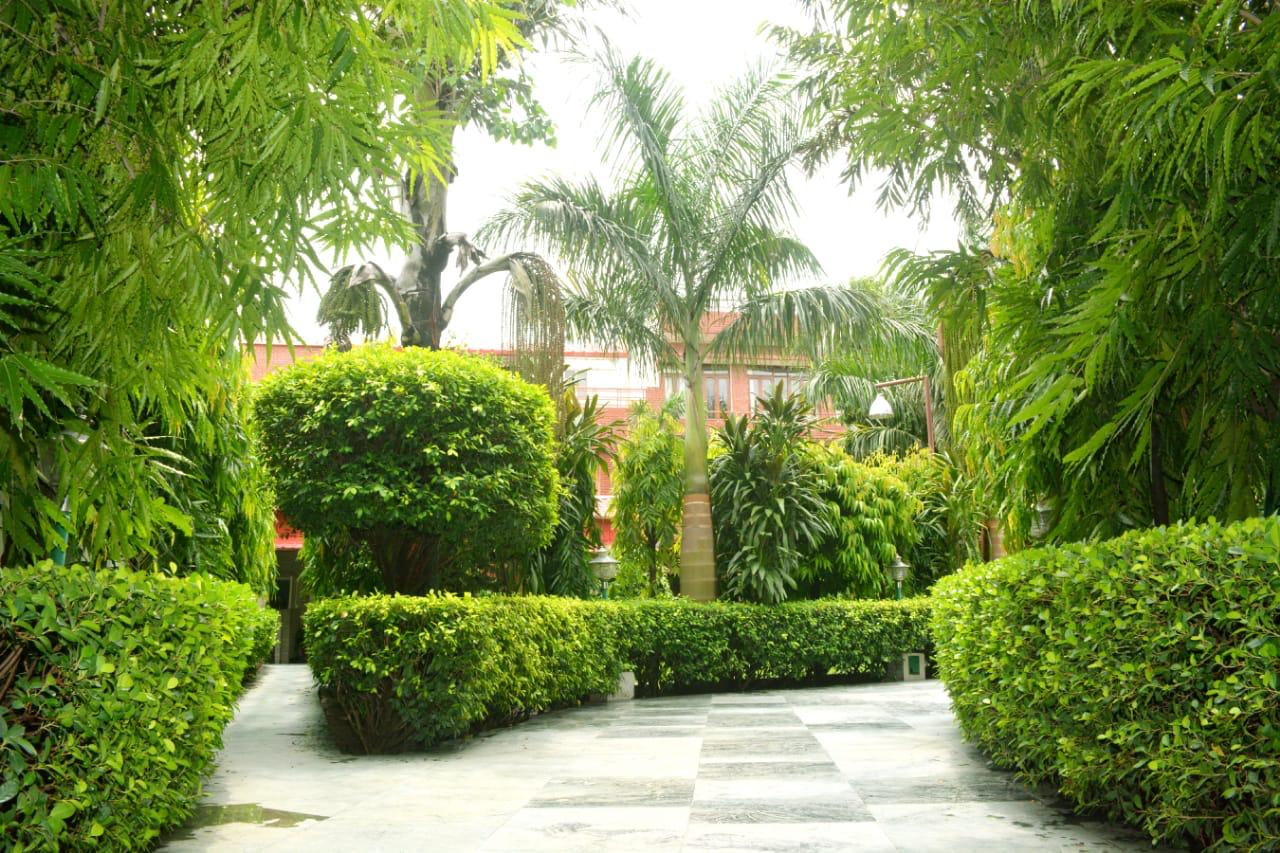 Trimmed hedges lining the ashram garden path